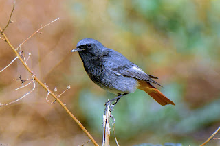 colirrojo-tizon-phoenicurus-ochruros-macho-posado-