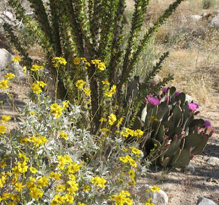 A desert trio (Ocotillo, Brittlebush, and Beavertail cactus)
