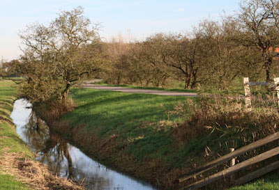 Kale grillig gevormde bomen langs de oprijlaan