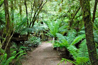 Great Otway National Park Australia