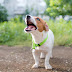 5 Tips for Silencing Annoying Dog Barking Sound
