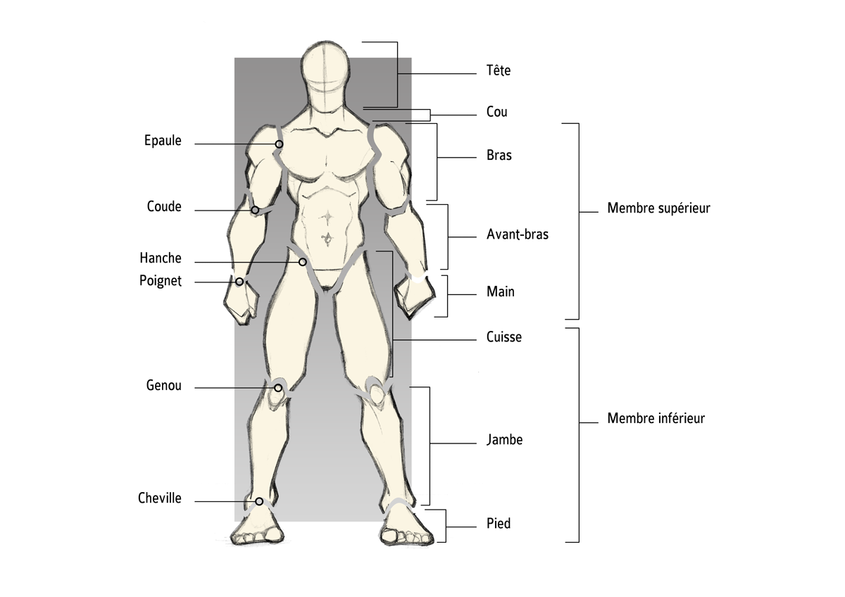 Segments corporels et articulations principales du corps humain