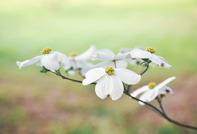 The Flying Clubhouse: Dogwood Time