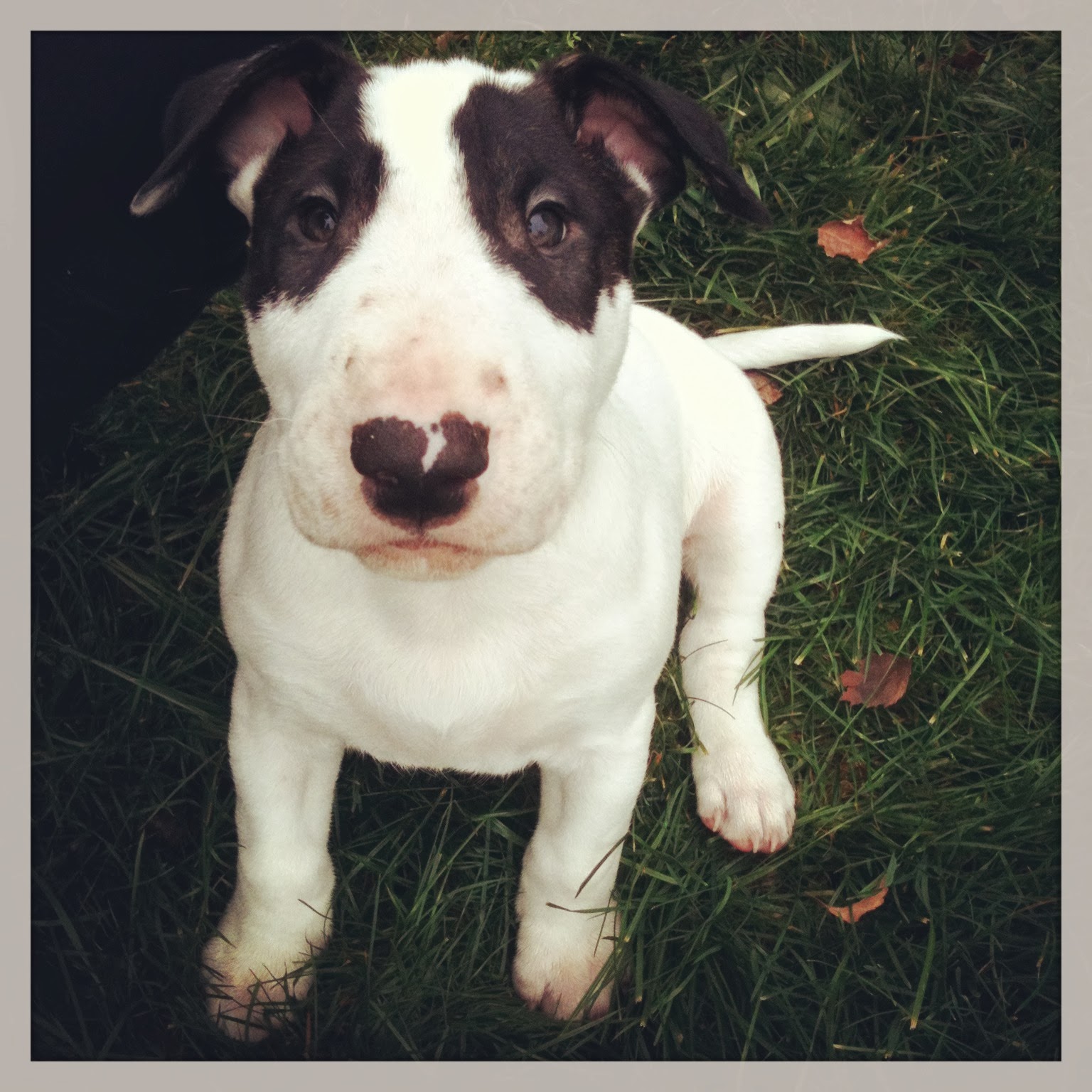 up bull terrier english ears stand Terrier English a is Bull He purebred