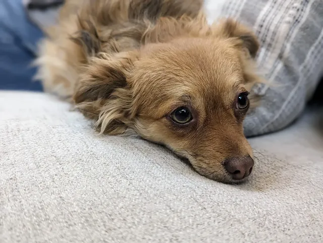 Missing dog