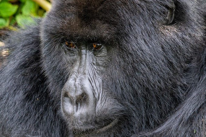 Gorilla social structure and conservation