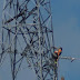  ENEL realiza manutenção em torre de transmissão em Itaperuna