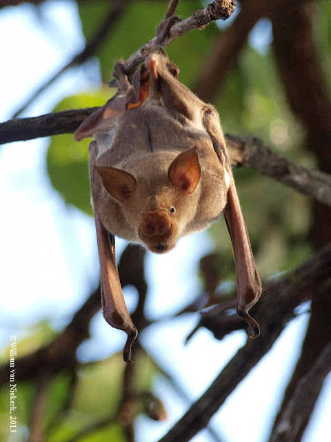 Hipposideros (commersoni) vittatus, Chongwe, Lusaka, Zambia