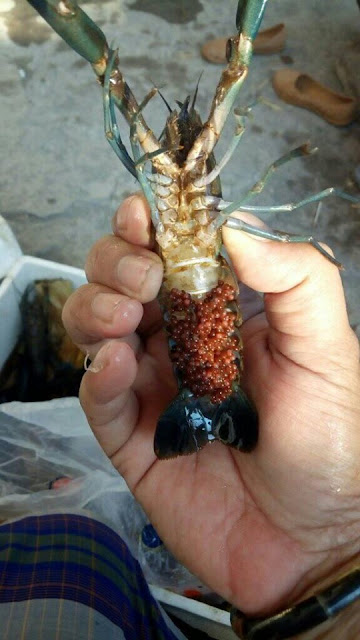 CARA PERAWATAN LOBSTER AIR TAWAR By Griya Arka Kendal