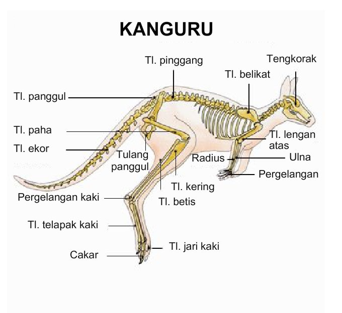 Anatomi Rangka Vertebrata  BIOLOGIPEDIA