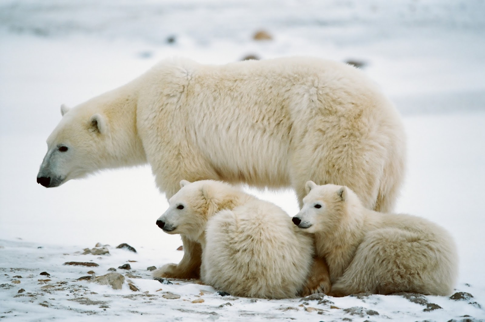 All About Animal Wildlife: Polar Bear Facts and Images