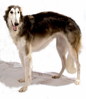 borzoi dog pets hound wallpaper photo