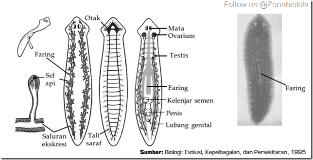 Cara Mengenali Filum Platyhelminthes Kumpulan Perbedaan
