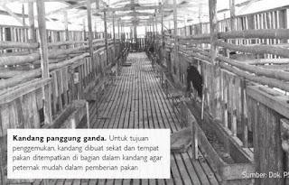 gambar kandang kambing panggung ganda