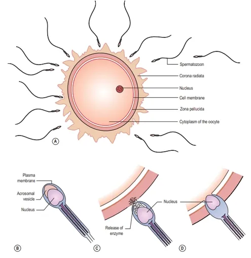 Fertilization