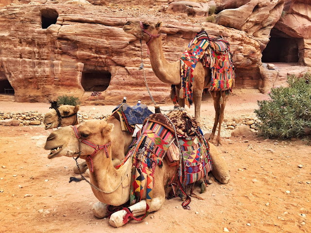 life bedouin bedu jordan petra wadi rum man camels