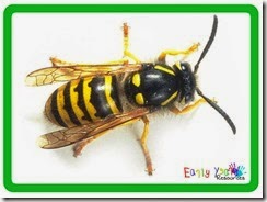 bug2 copy