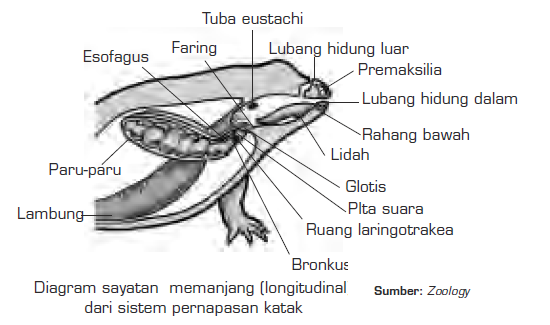 Sistem Pernapasan Hewan  Vertebrata Respirasi Vertebrata