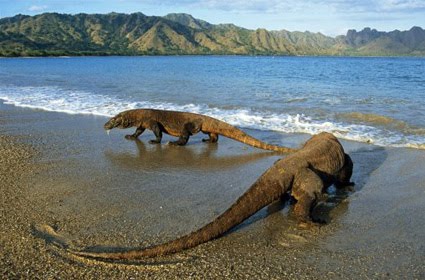 Komodo Island is the New 7 Wonders of The World