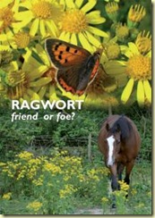 Ragwort_-_fof_web