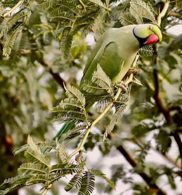 Rose-ringed Parakeet