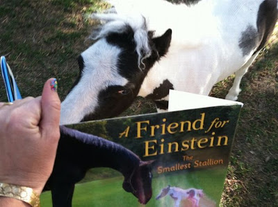 Einstein - The World's Smallest Horse Seen On www.coolpicturegallery.us