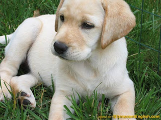 White Labrador Cool Puppy pictures