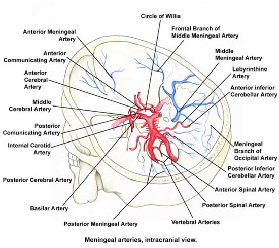 Brain Vasculature4