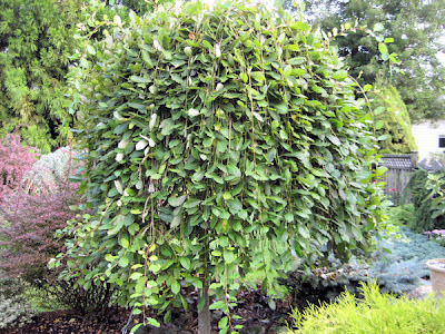 Salix caprea'Pendula' Weeping Pussy Willow 