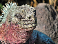 Christmas Iguana at Suarez Point, Espanola Island