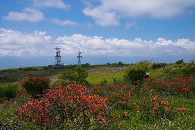 高ボッチのレンゲつつじと電波塔