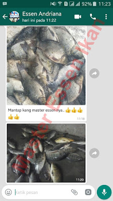 Essen Oplosan Paling Ampuh Untuk Ikan Nila