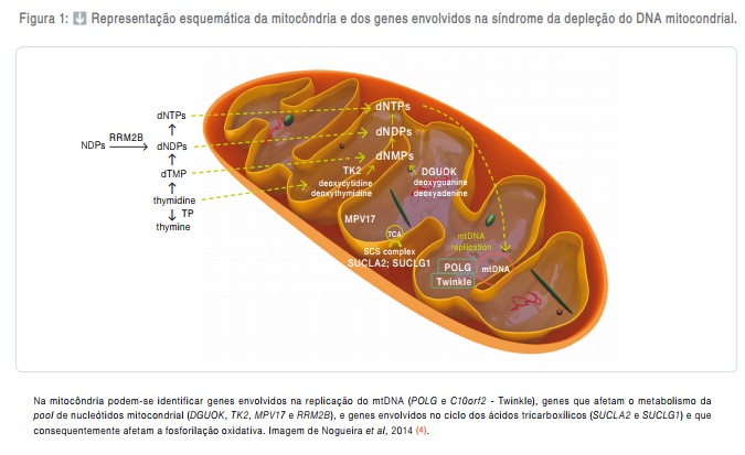  Síndrome da depleção do DNA mitocondrial