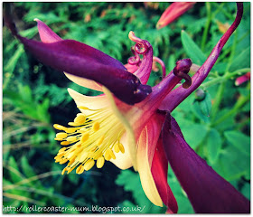 Granny's Bonnet flower, Aquilegia