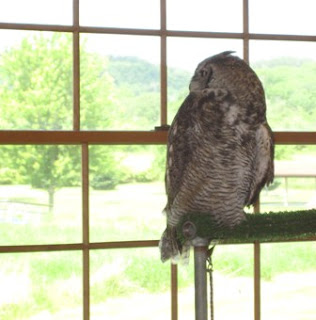 Alice the Great Horned Owl