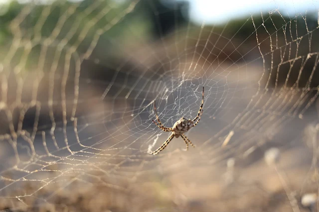 Araña en el centro de su tela, con fondo desenfocado de vegetación costera.