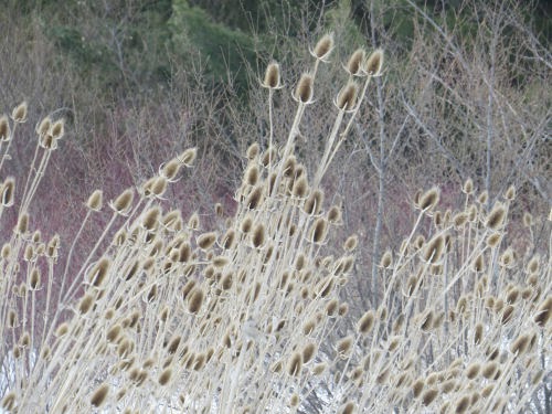 teasel