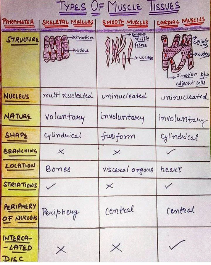 Three Types of Muscle Tissues: Skeletal, Smooth, and Cardiac Muscles