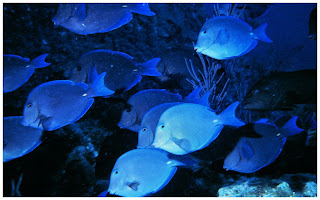 Blue Tang Fish Wallpapers