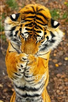 Harimau Yang Lucu