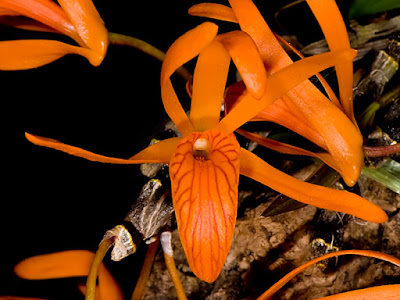 Dendrobium dickasonii care and culture