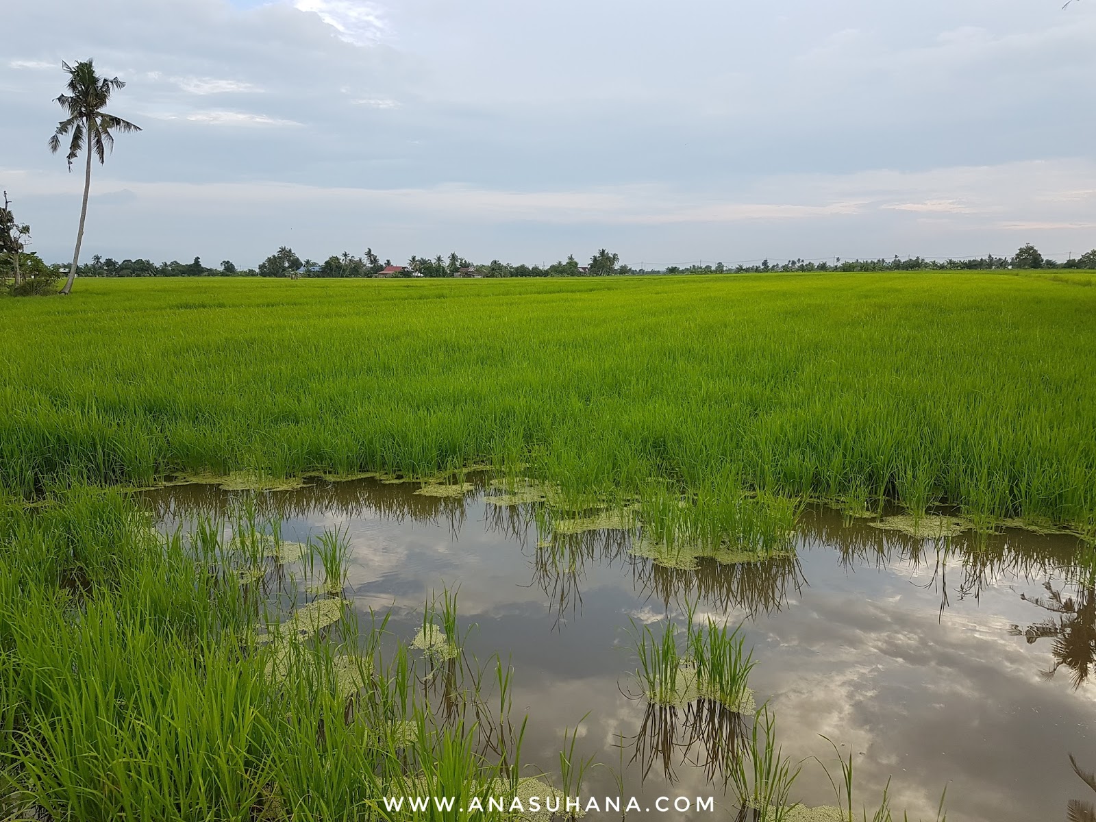 Bercuti di Sungai Besar - Jalan-jalan Tengok Sawah Padi ...