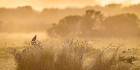 California Quail