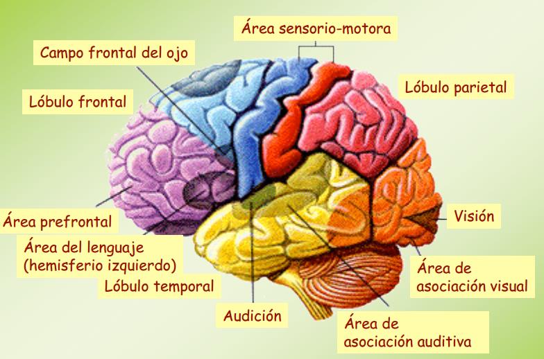 anatomia fisiologia cerebro humano