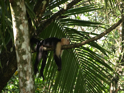 Costa Rica - Oso Peninsula