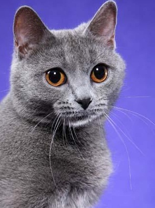 Ultimate Cat  The Characteristics of the Chartreux Cat 