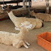 Day 2: 天馬牧場Alpaca Farm - Taichung, Taiwan