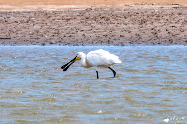 Spoonbill