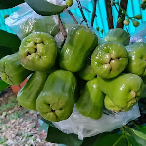 Bibit Jambu Kiojok