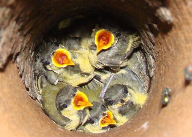 A bird nests inside old fence post, baby birds, bird nest